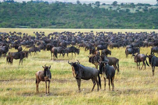 Kenya's Maasai Mara National Reserve