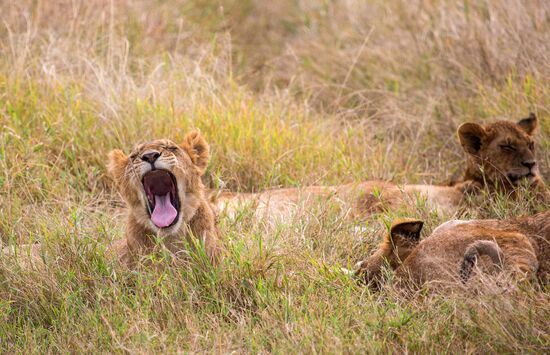 Kenya's Maasai Mara National Reserve