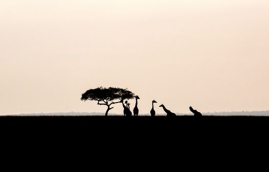 Kenya's Maasai Mara National Reserve