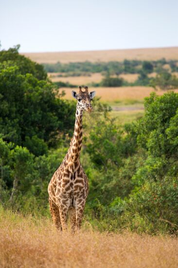 Kenya's Maasai Mara National Reserve