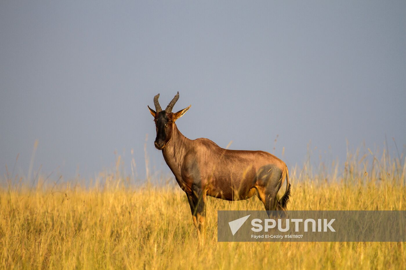 Kenya's Maasai Mara National Reserve