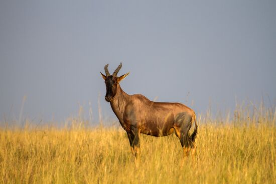 Kenya's Maasai Mara National Reserve