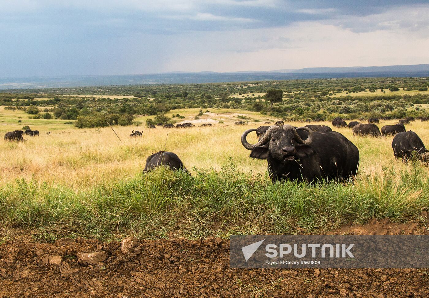 Kenya's Maasai Mara National Reserve