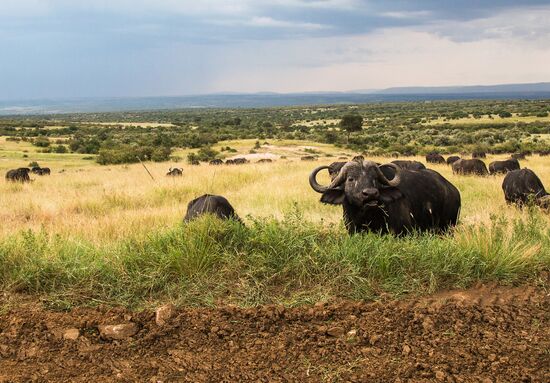 Kenya's Maasai Mara National Reserve