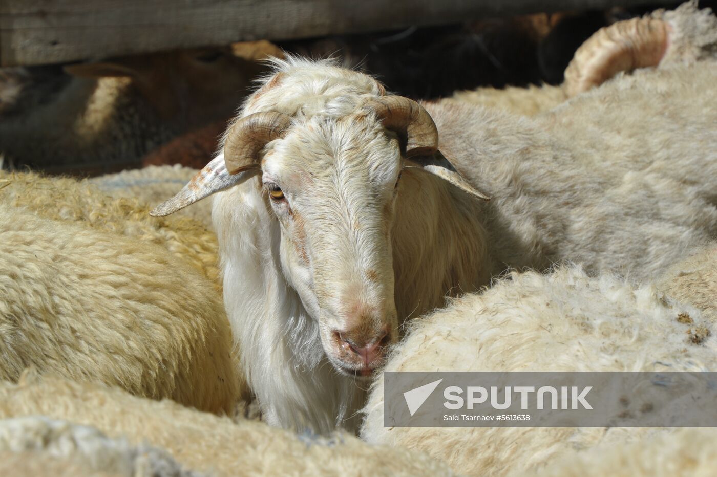 Eid al-Adha in Russia