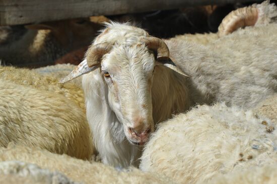Eid al-Adha in Russia