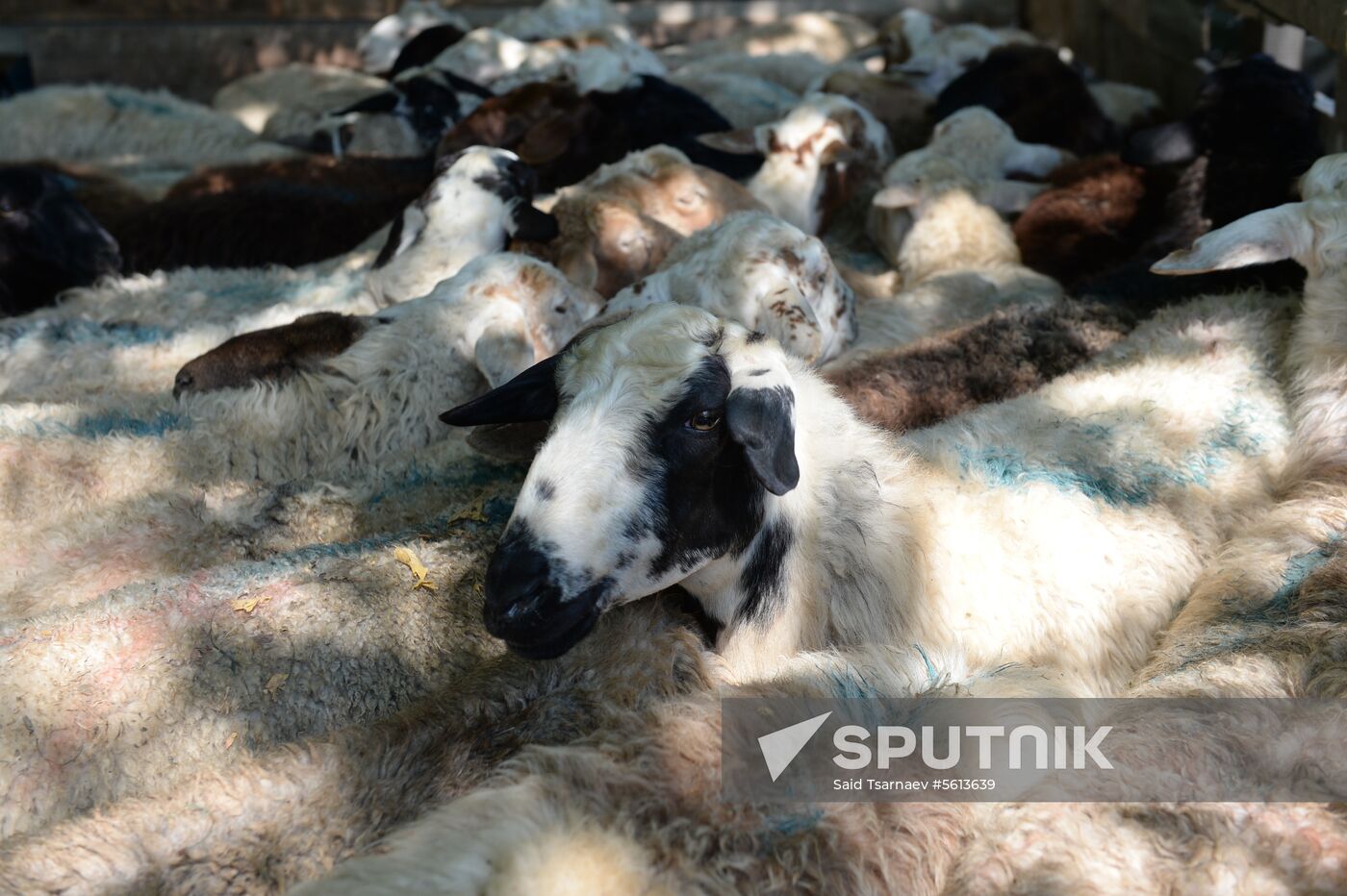 Eid al-Adha in Russia