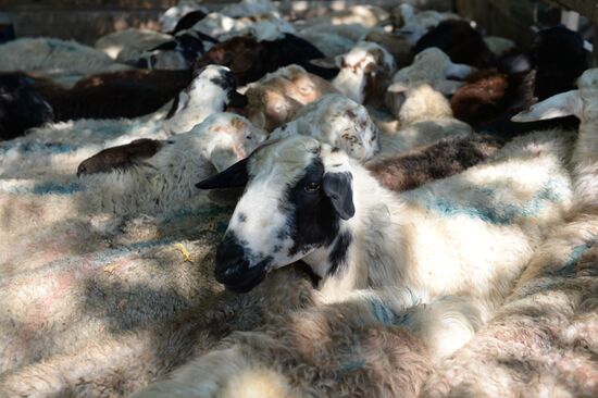 Eid al-Adha in Russia