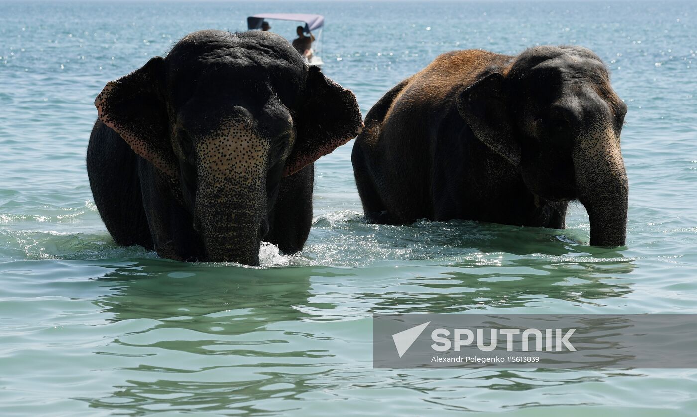 Walking and washing circus elephants in Yevpatoria