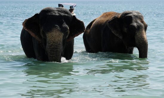 Walking and washing circus elephants in Yevpatoria