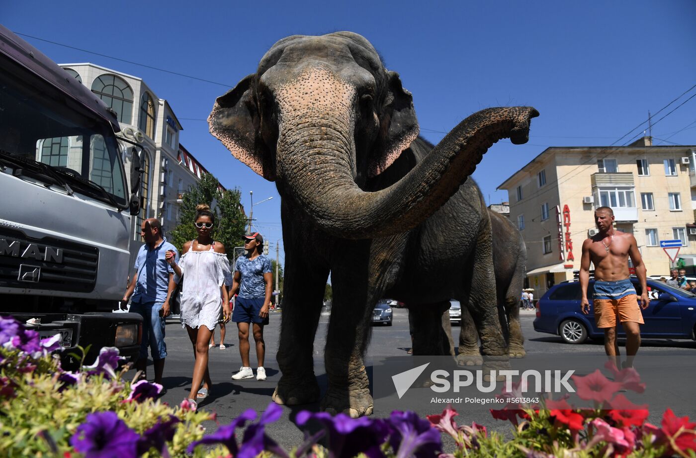 Walking and washing circus elephants in Yevpatoria