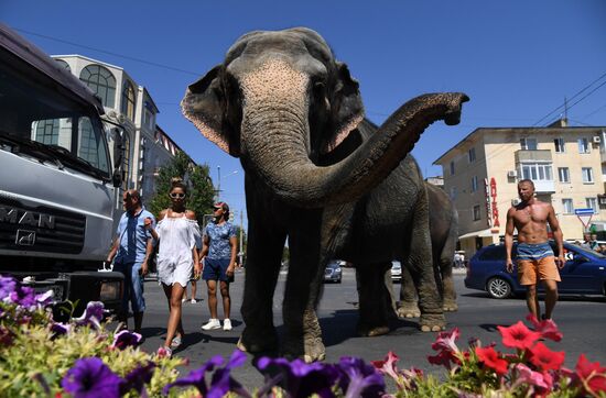 Walking and washing circus elephants in Yevpatoria