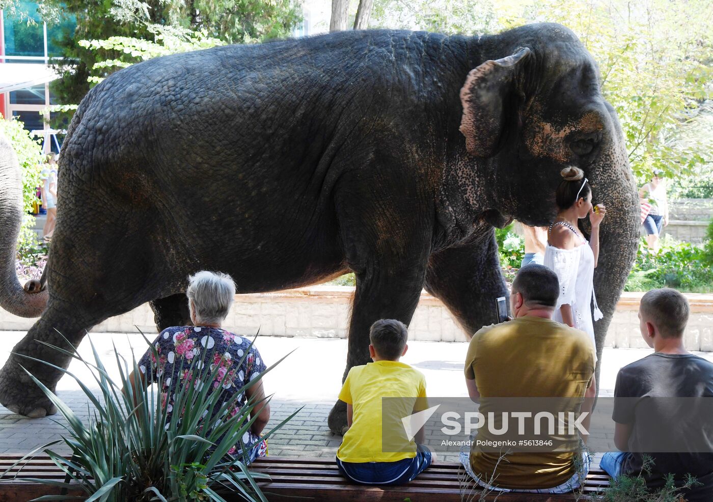 Walking and washing circus elephants in Yevpatoria