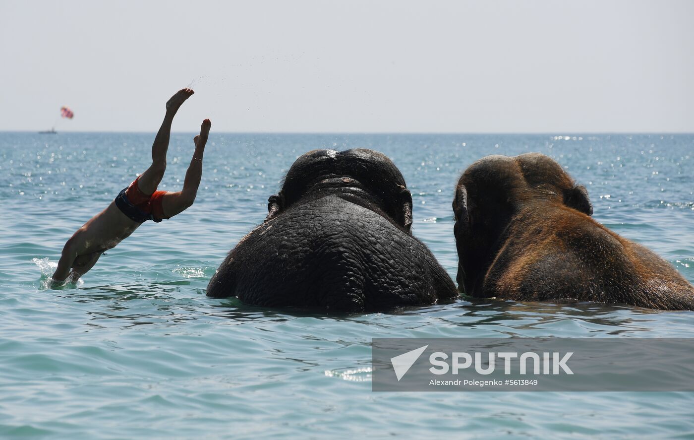 Walking and washing circus elephants in Yevpatoria