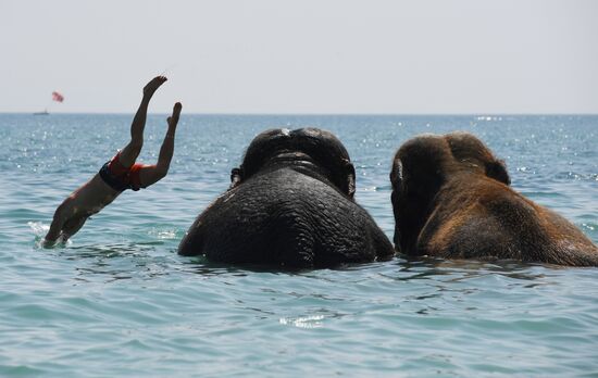 Walking and washing circus elephants in Yevpatoria