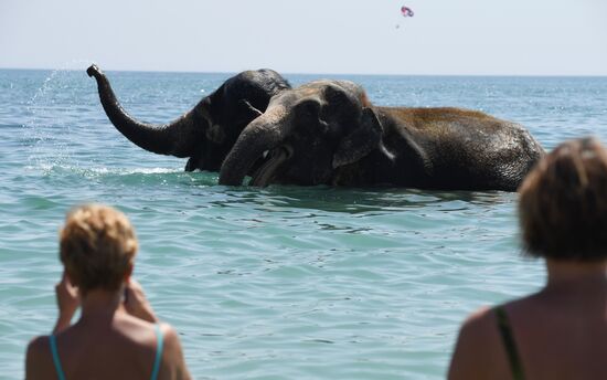Walking and washing circus elephants in Yevpatoria