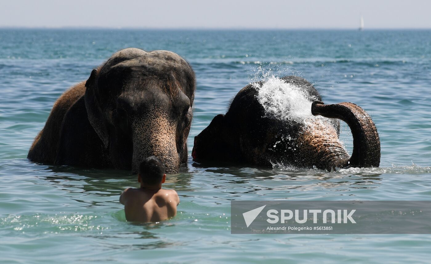 Walking and washing circus elephants in Yevpatoria