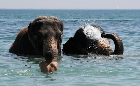 Walking and washing circus elephants in Yevpatoria