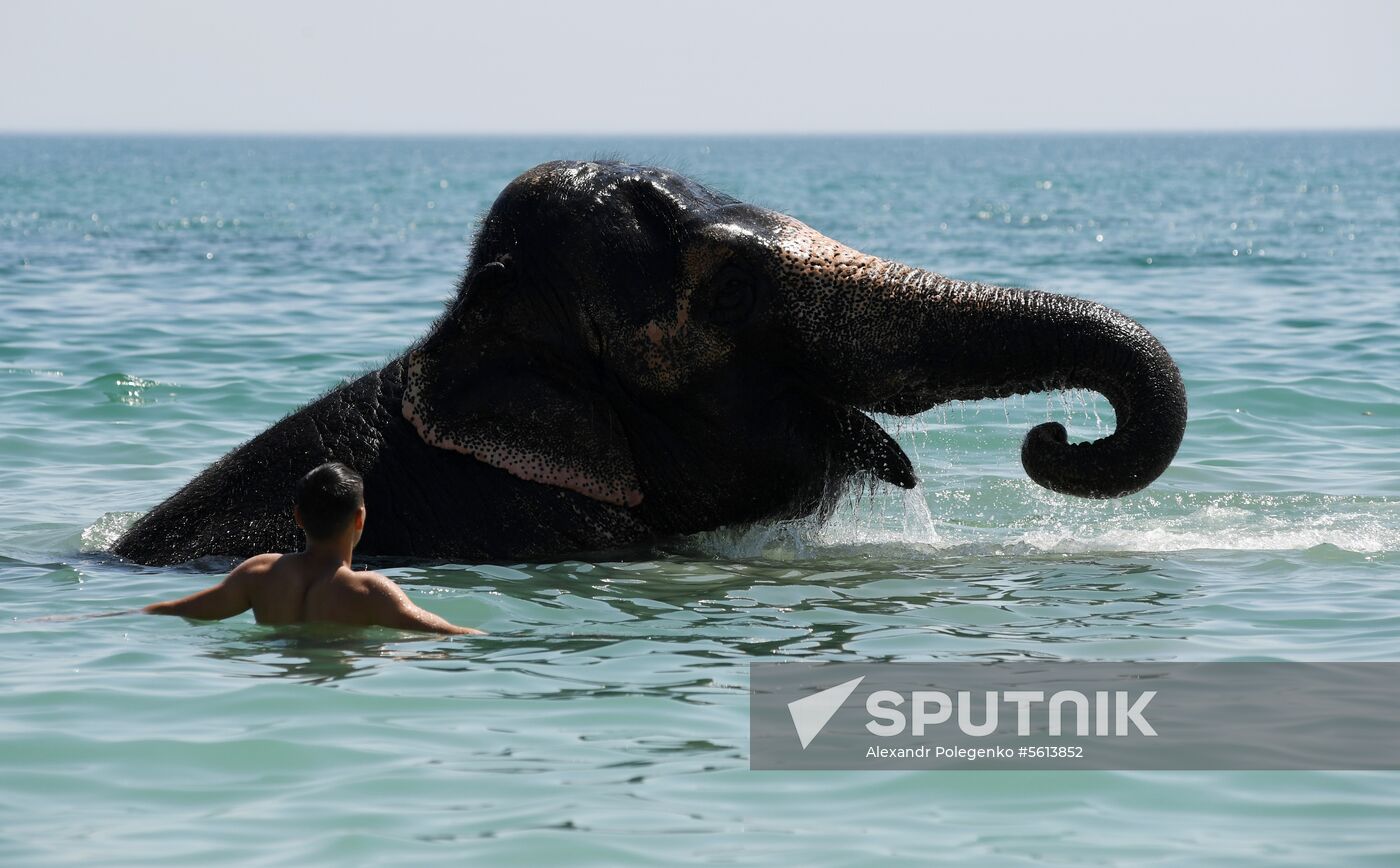 Walking and washing circus elephants in Yevpatoria