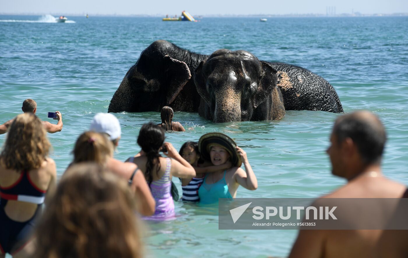 Walking and washing circus elephants in Yevpatoria