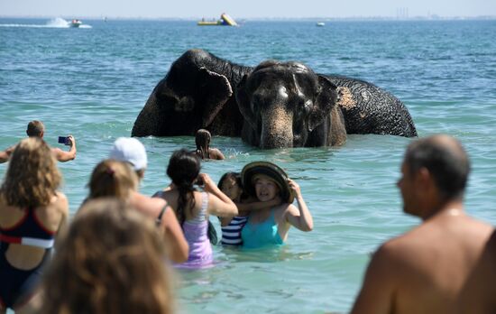Walking and washing circus elephants in Yevpatoria