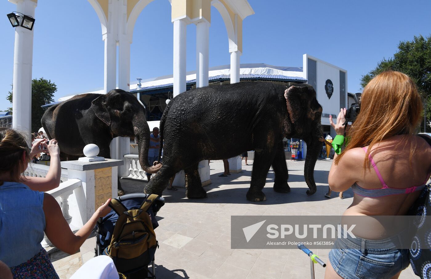 Walking and washing circus elephants in Yevpatoria