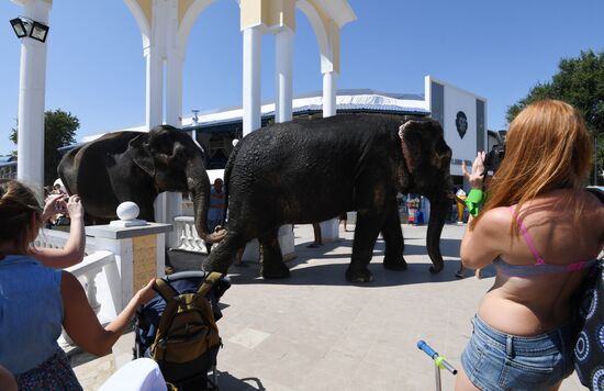Walking and washing circus elephants in Yevpatoria