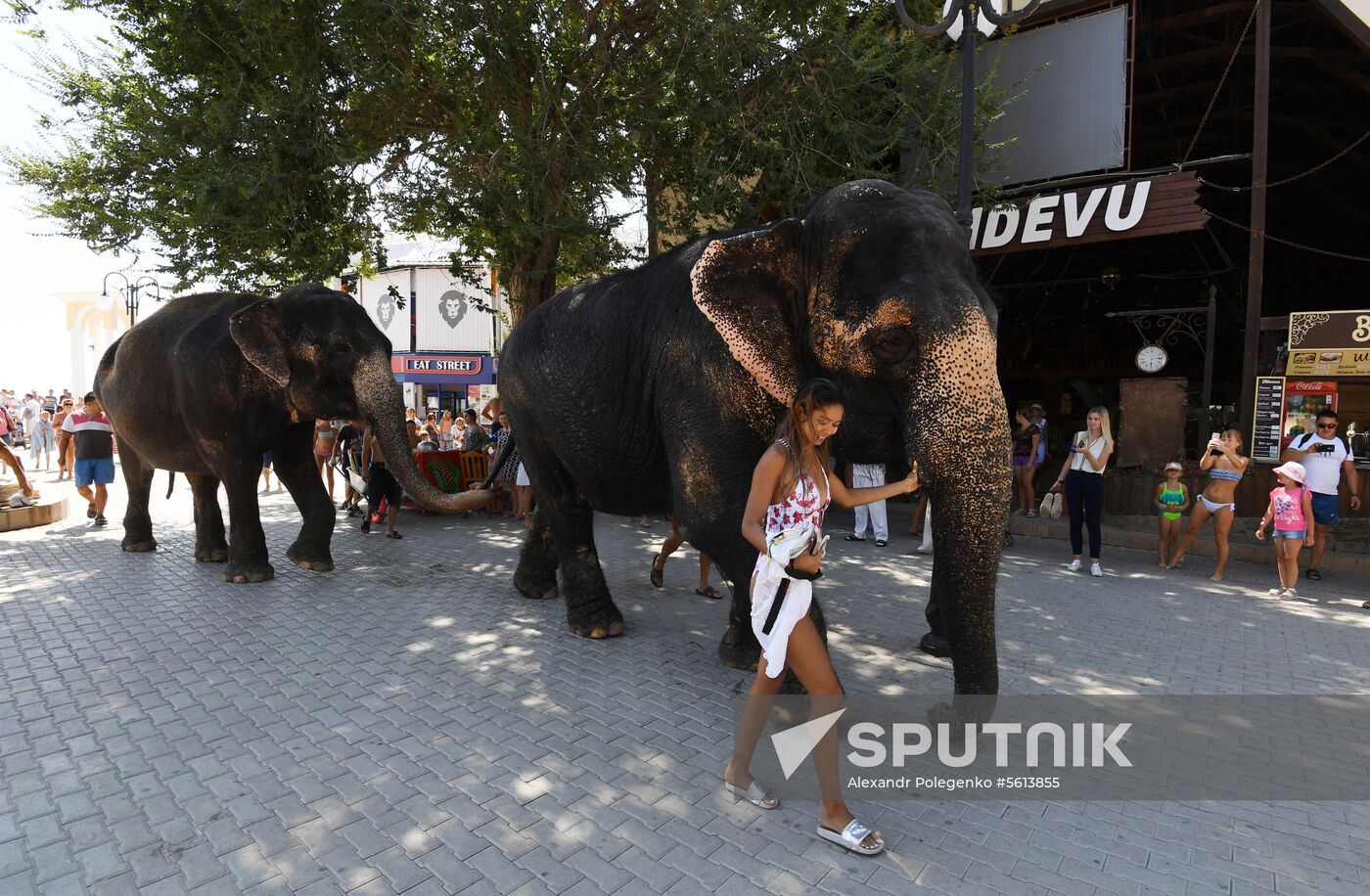 Walking and washing circus elephants in Yevpatoria