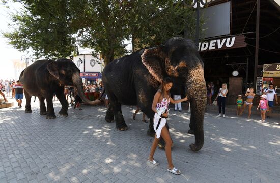 Walking and washing circus elephants in Yevpatoria