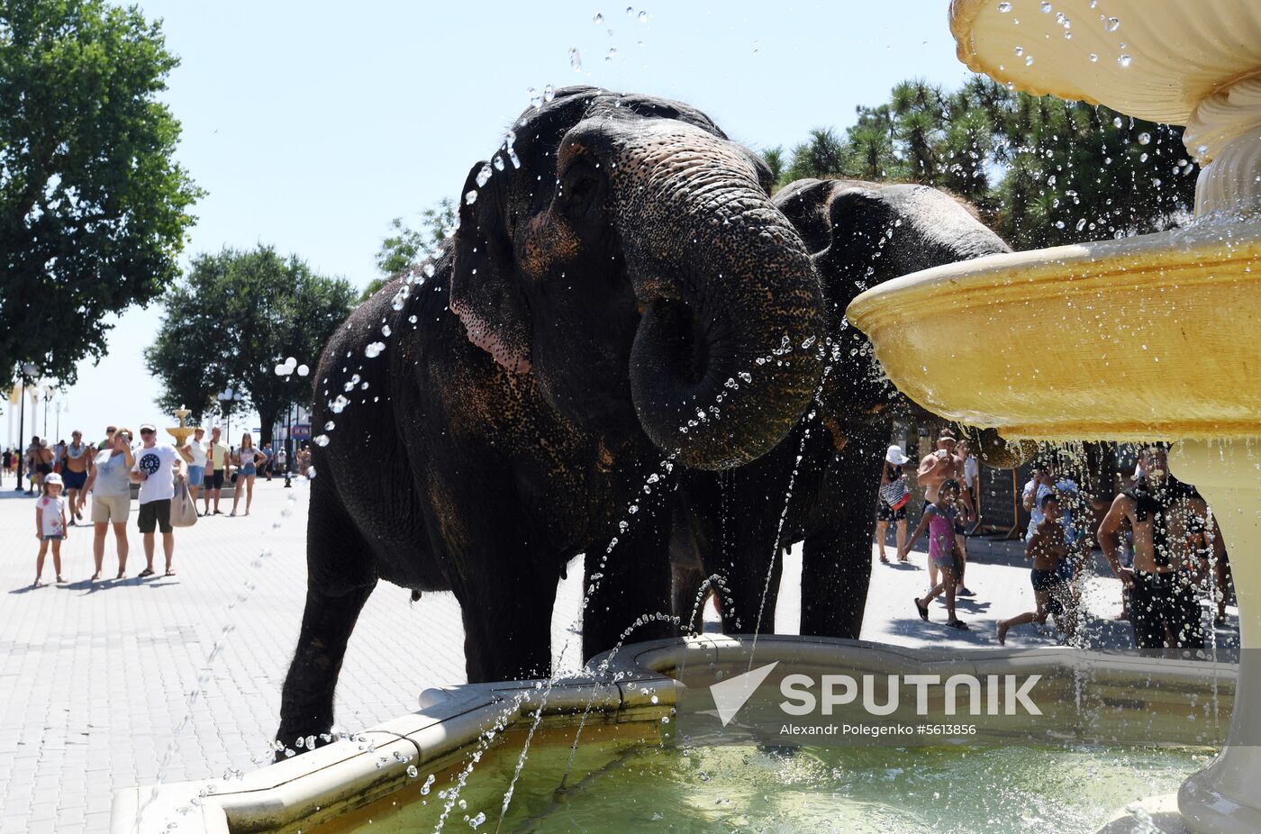 Walking and washing circus elephants in Yevpatoria