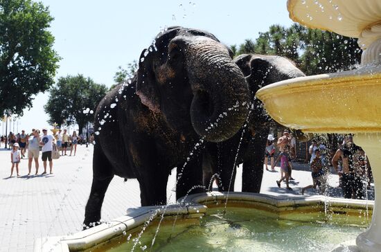 Walking and washing circus elephants in Yevpatoria