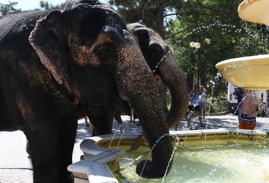 Walking and washing circus elephants in Yevpatoria