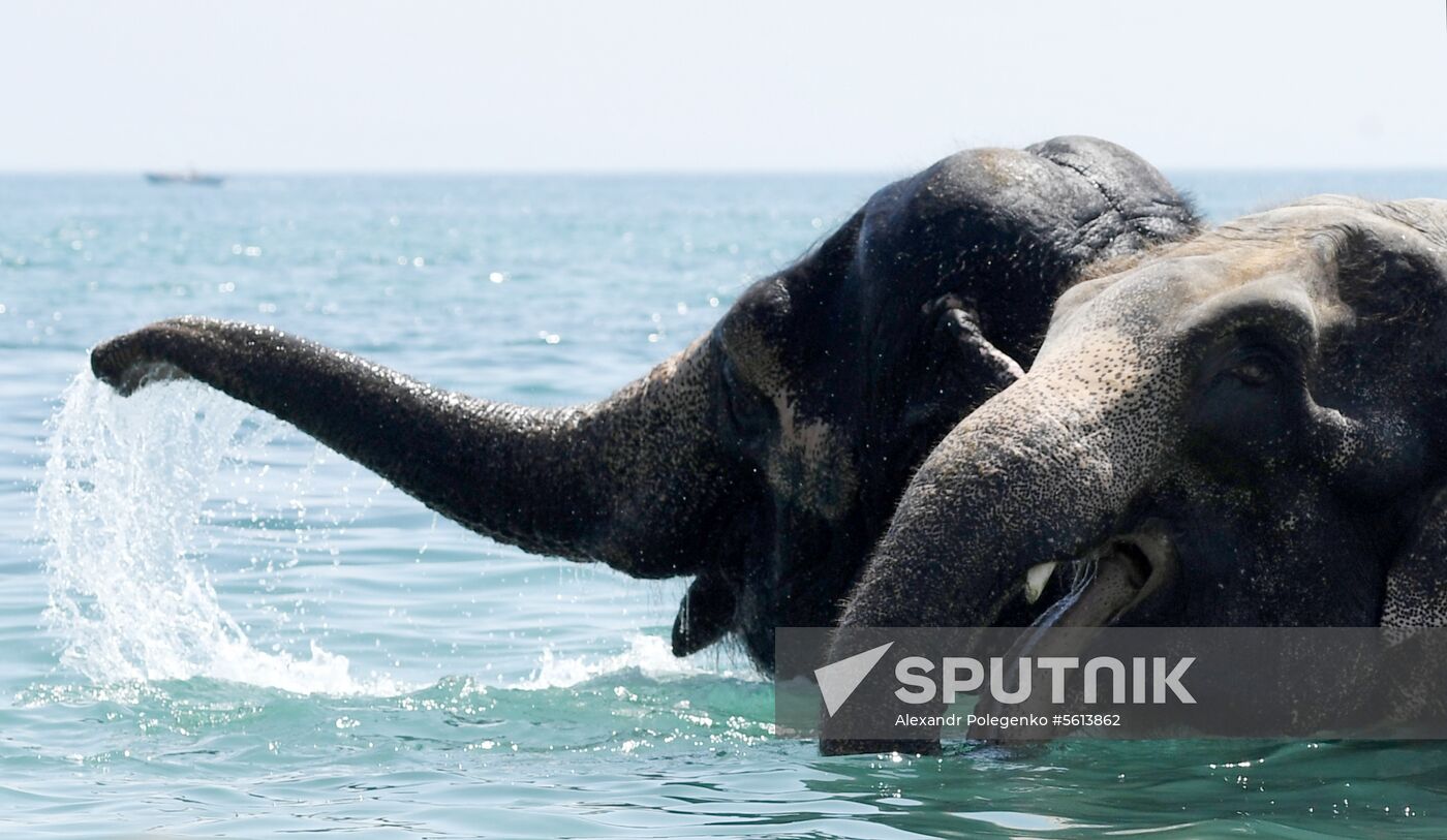 Walking and washing circus elephants in Yevpatoria