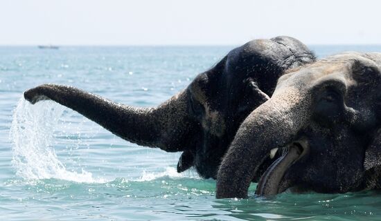 Walking and washing circus elephants in Yevpatoria