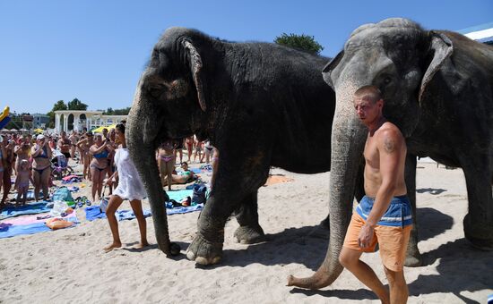 Walking and washing circus elephants in Yevpatoria
