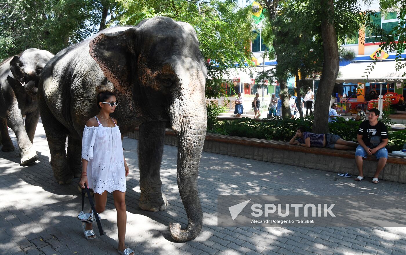 Walking and washing circus elephants in Yevpatoria