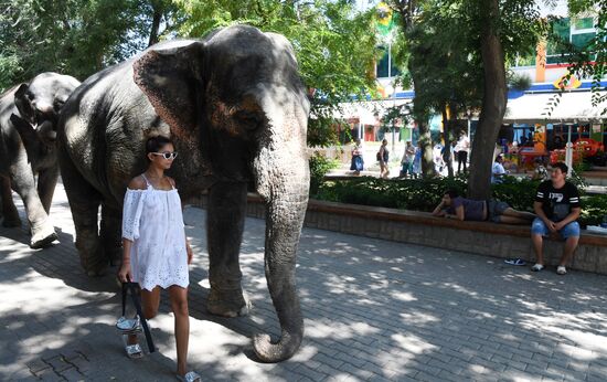 Walking and washing circus elephants in Yevpatoria