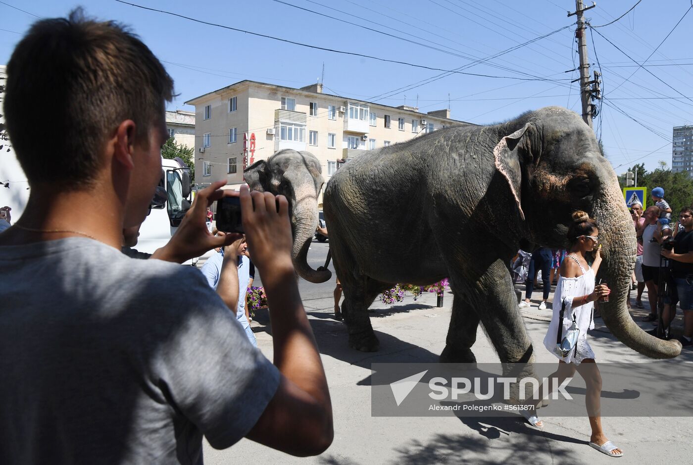 Walking and washing circus elephants in Yevpatoria