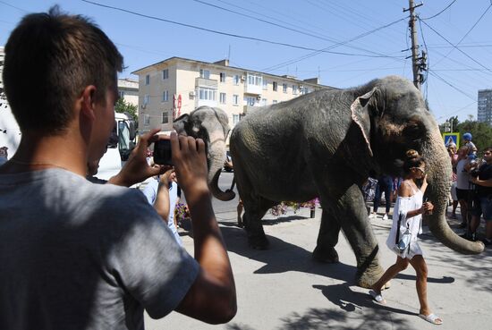 Walking and washing circus elephants in Yevpatoria