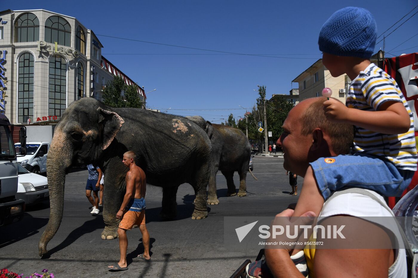 Walking and washing circus elephants in Yevpatoria