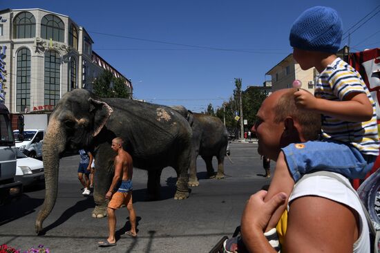 Walking and washing circus elephants in Yevpatoria