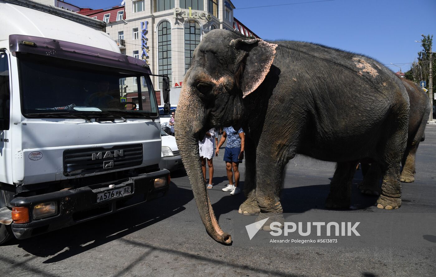 Walking and washing circus elephants in Yevpatoria