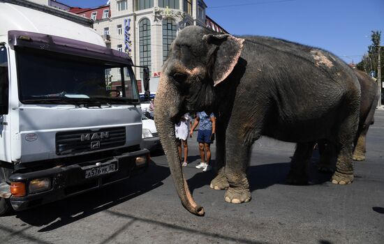 Walking and washing circus elephants in Yevpatoria
