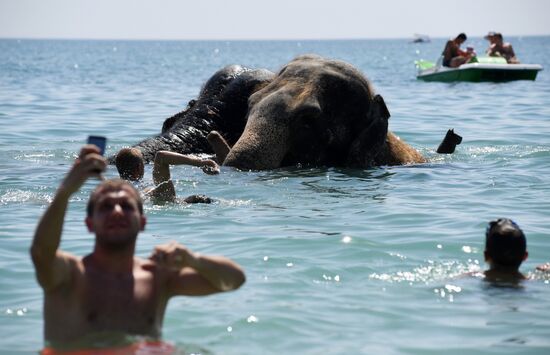Walking and washing circus elephants in Yevpatoria