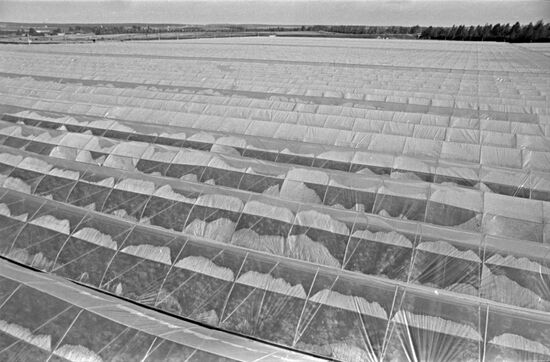 Minsk Vegetable Factory state farm