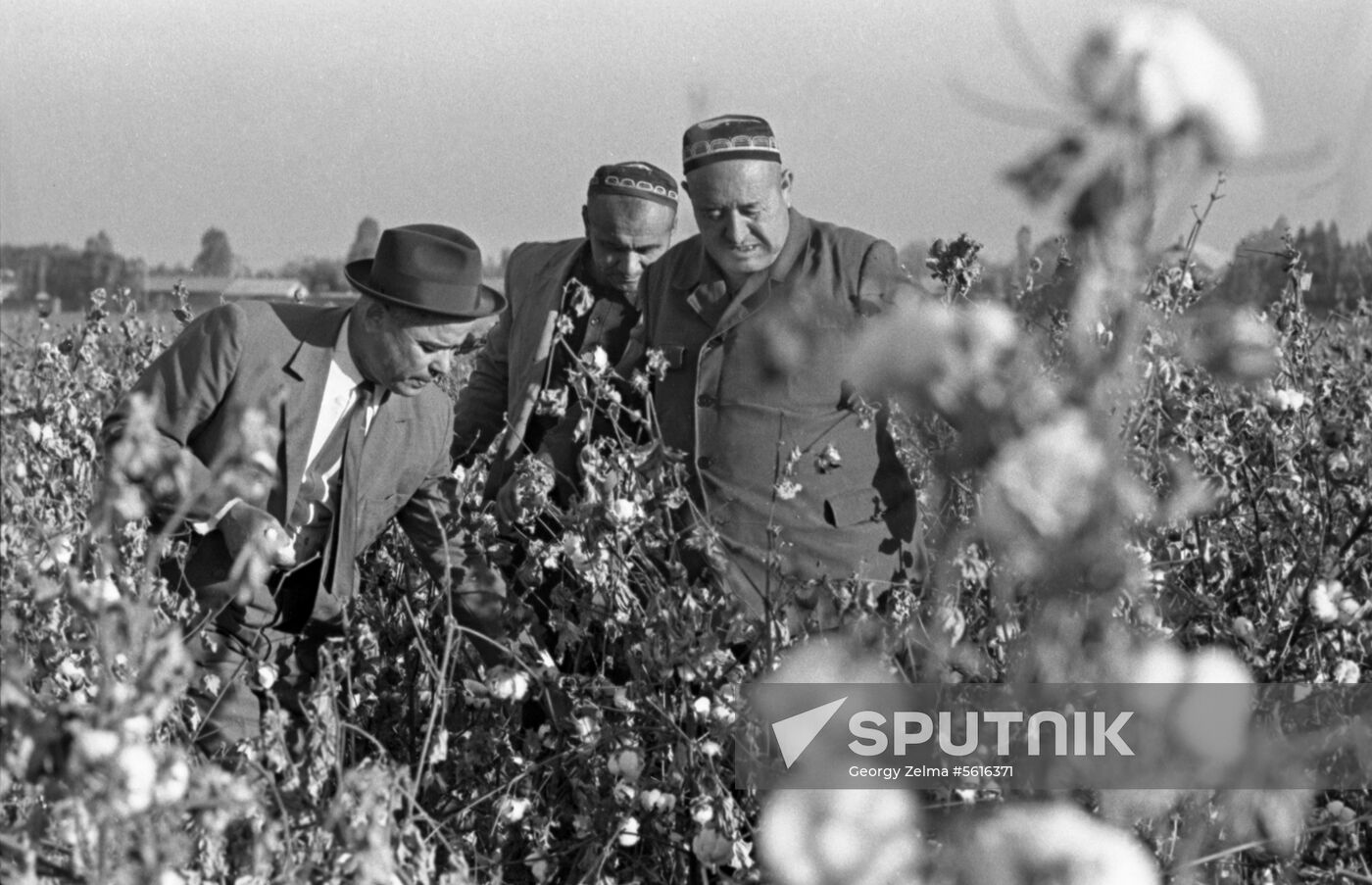 Plant breeder Mirakhmedov