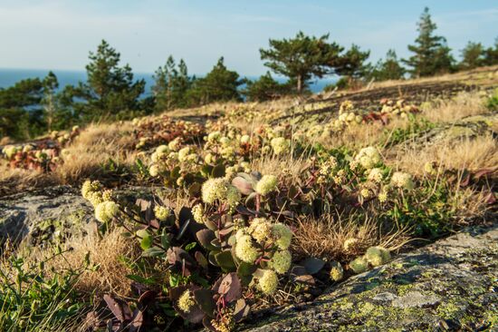 Gogland Island