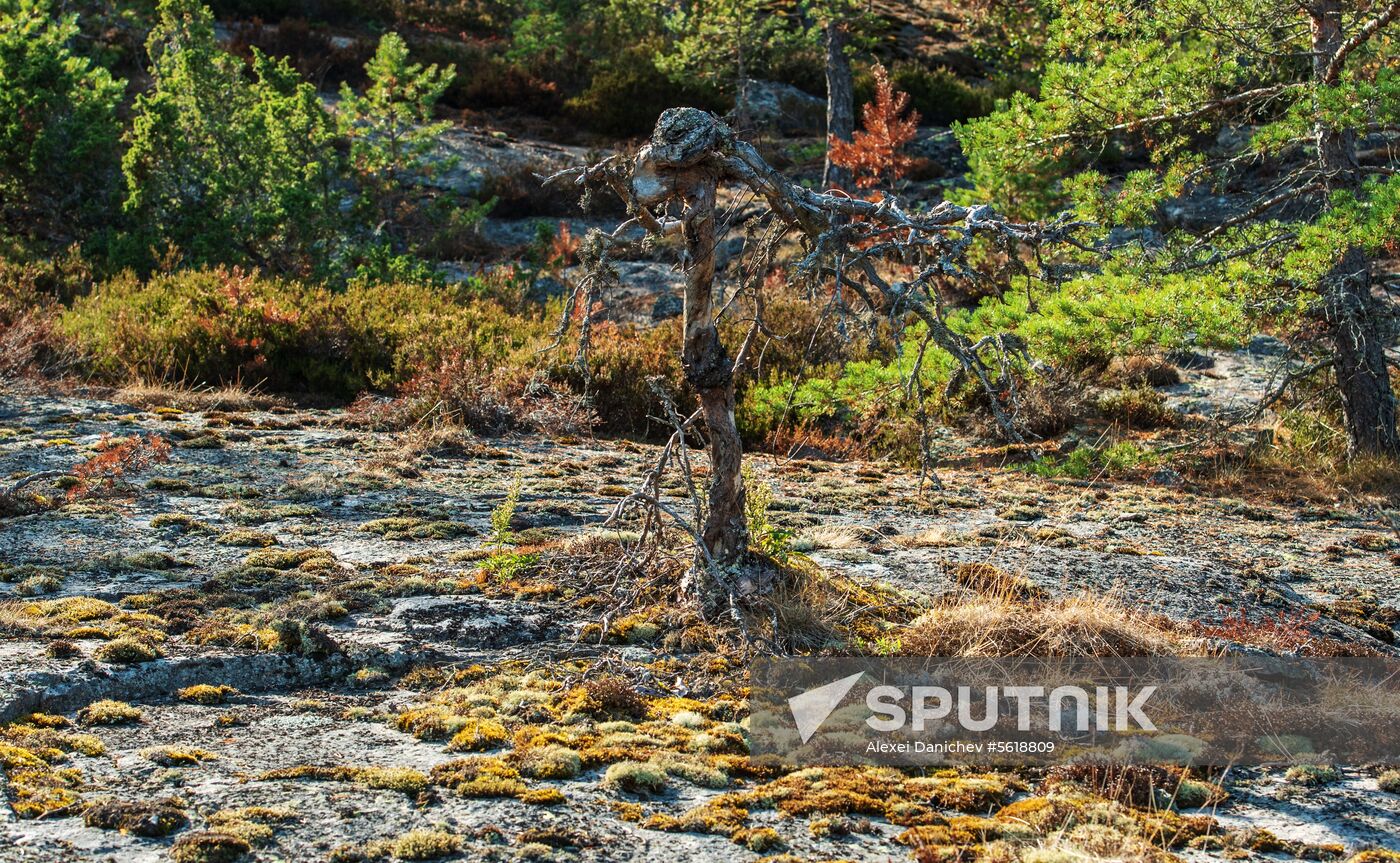 Gogland Island