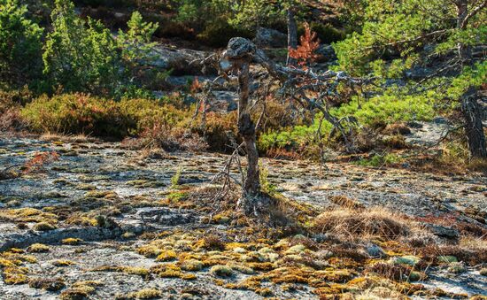 Gogland Island