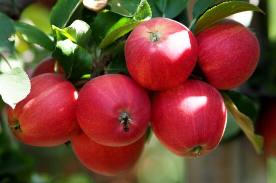 Apple harvest in Krasnodar Territory